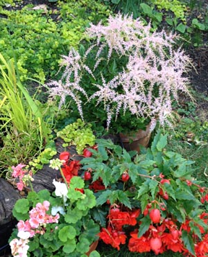 astilbe and begonias