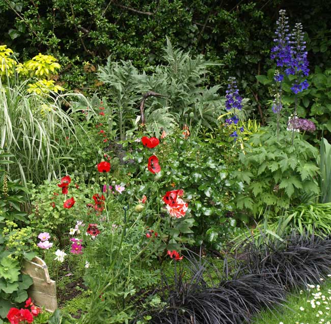 Herbaceous patch